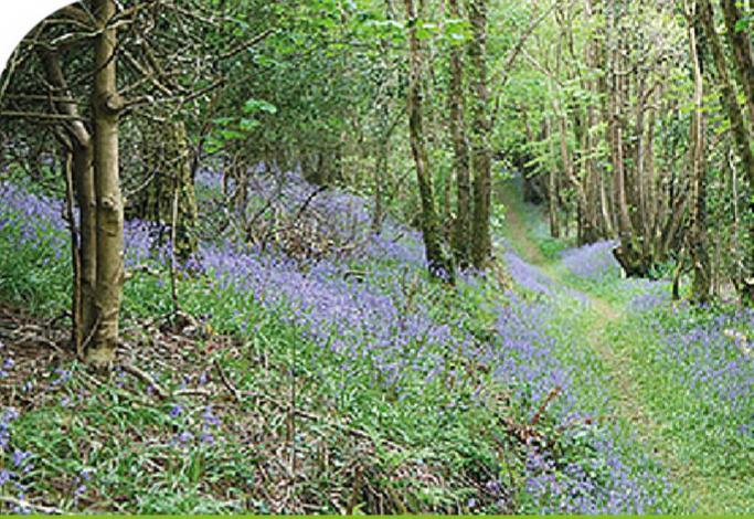 Peregrine Lodge - Idillic Cornwall Retreat Liskeard Zewnętrze zdjęcie